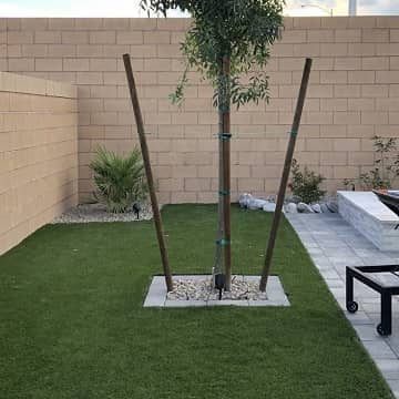 green lawn with a newly planted tree