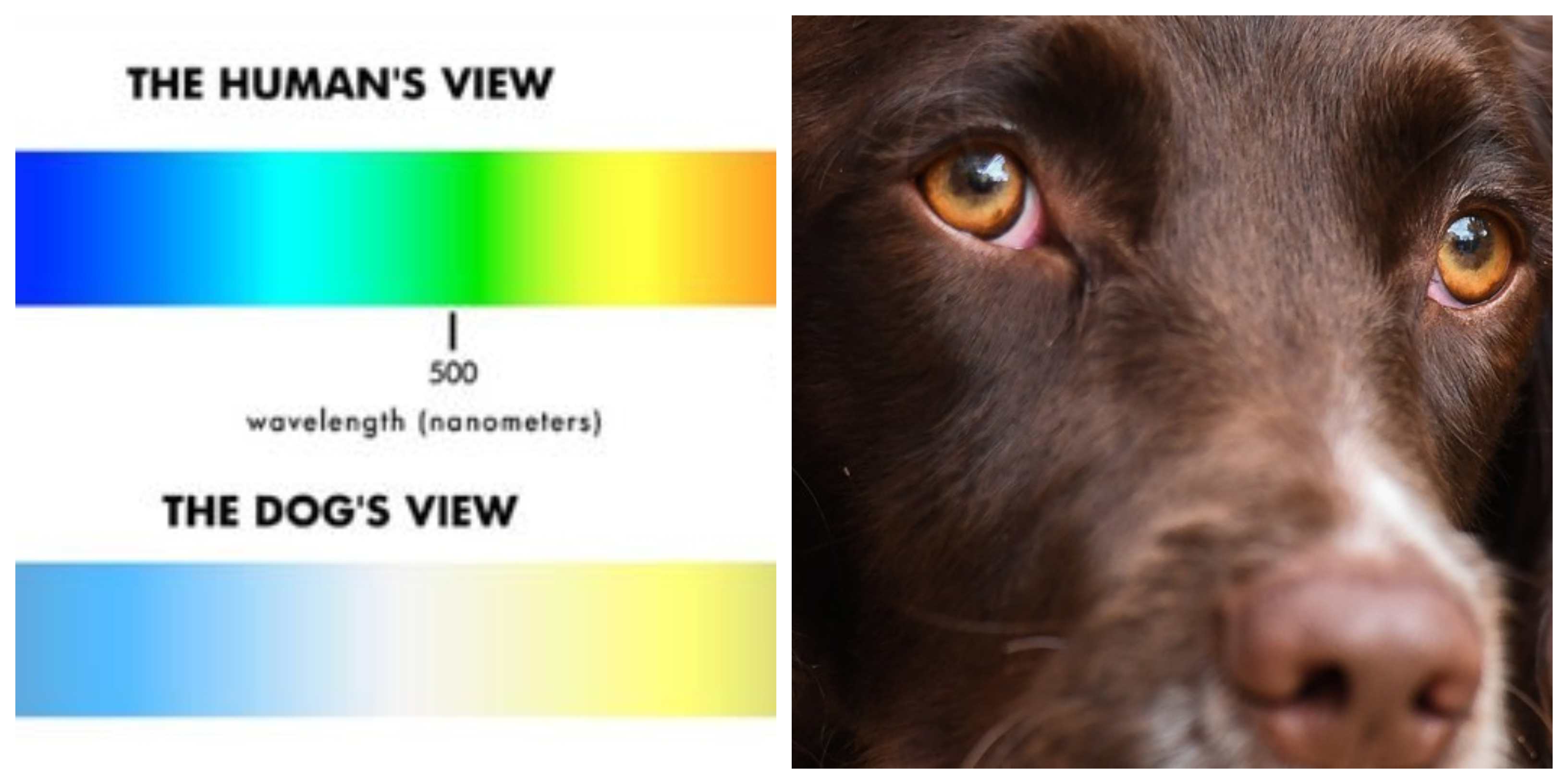 Do Dogs See In Color