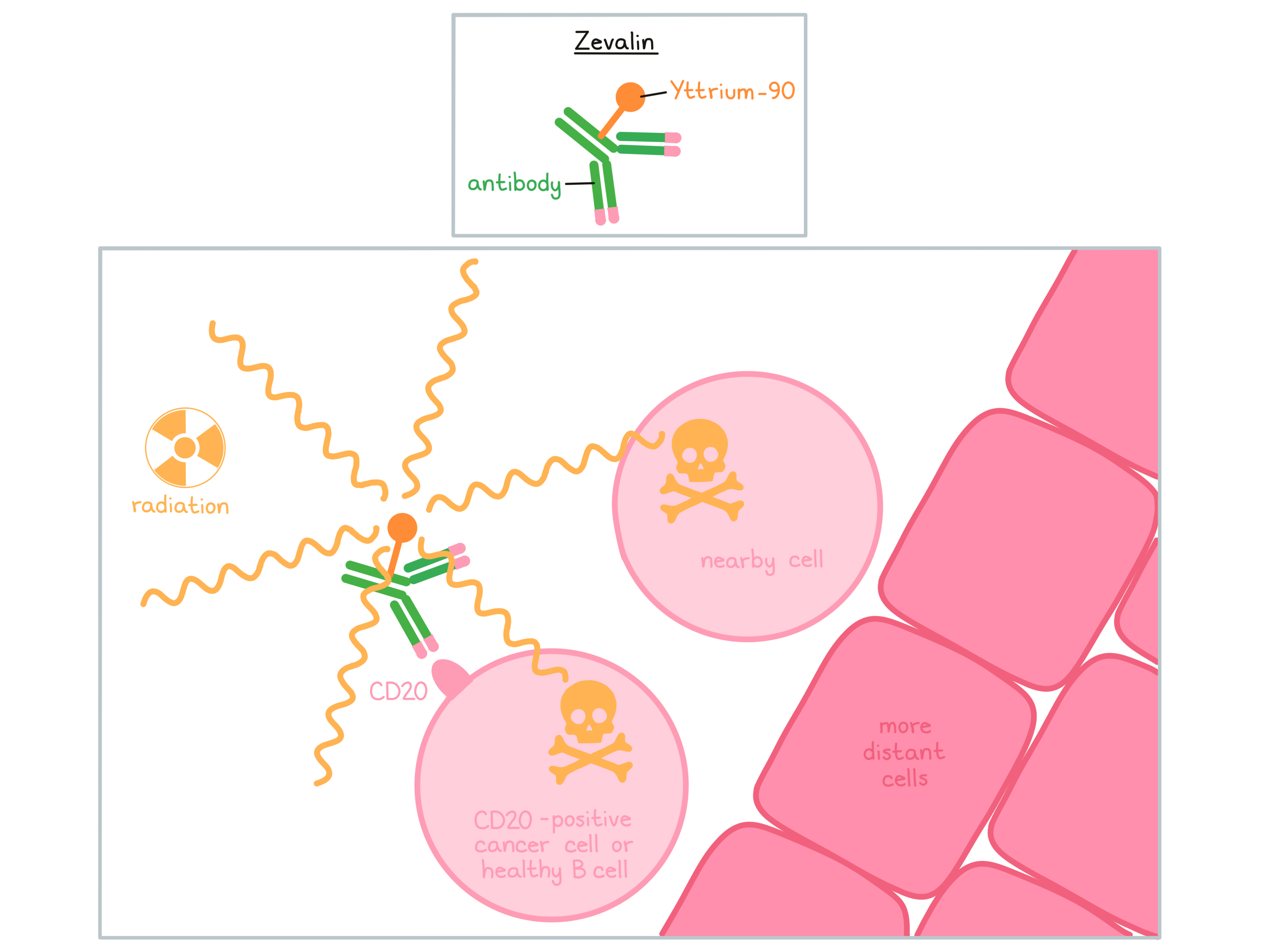 Illustration showing how Zevalin works