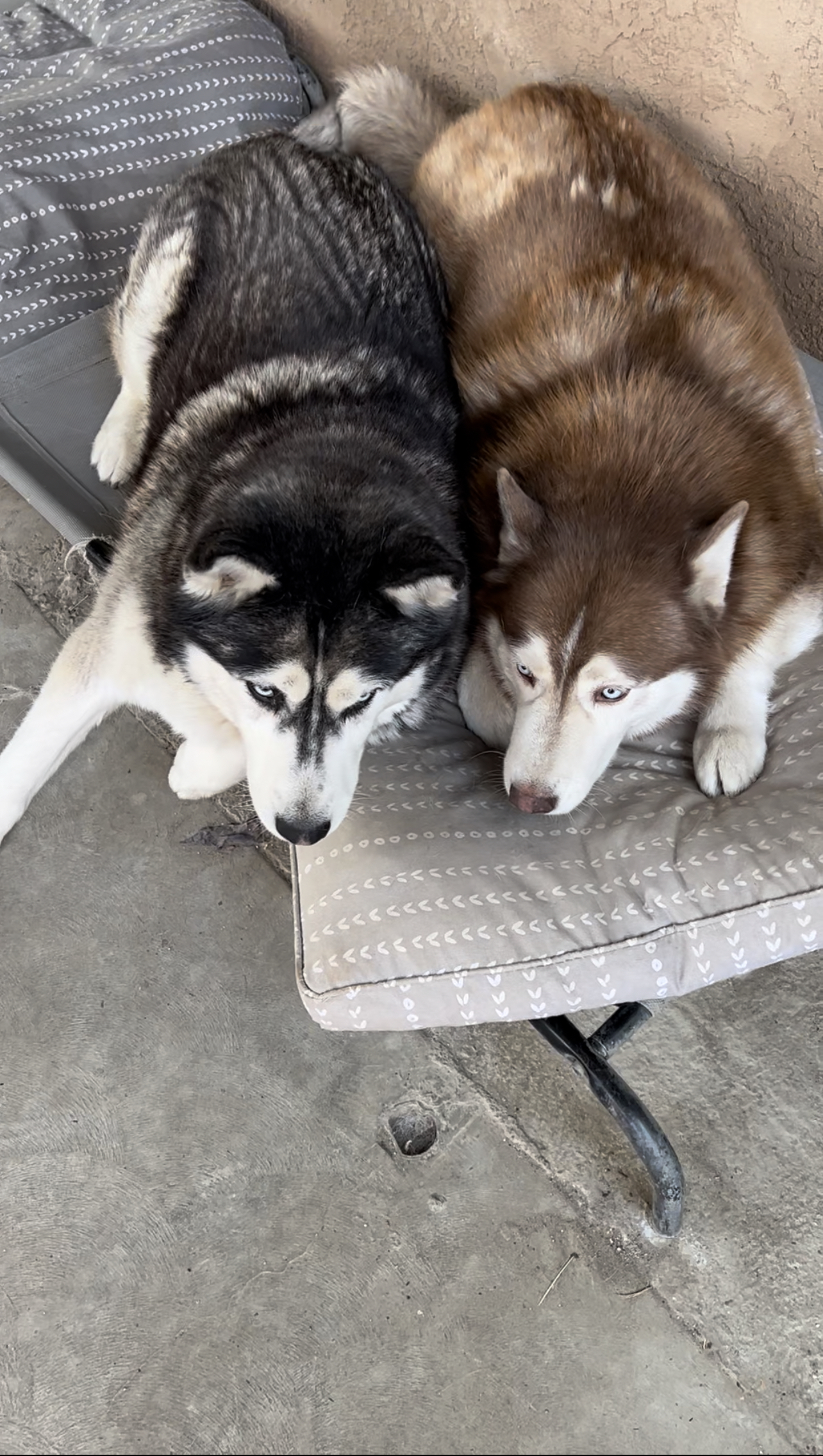 A black and white husky and a red and white husky squeezing together on one pillow while they play.