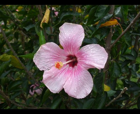 Panama Flowers 3