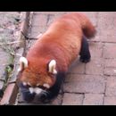 China Red Pandas 25