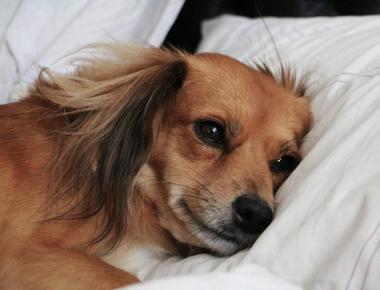Why Do Dogs Wake up so Easily?