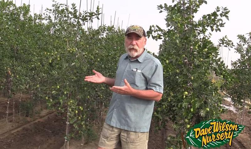 Super Bowl Sunday Pre-game Lecture: Backyard Orchard Culture with Tom Spellman