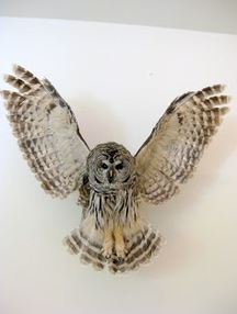 Cheri's Barred Owl