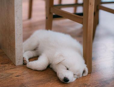 Crate Training: How to Survive Your Puppy’s First Night Home