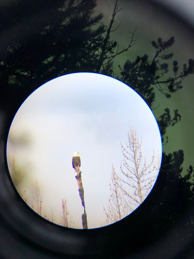 A bald eagle as seen through a spotting scope inside Yellowstone National Park
