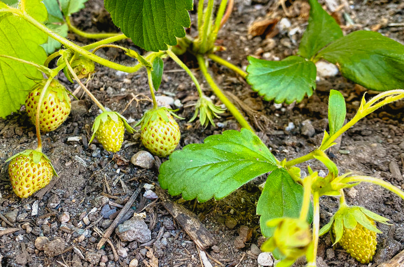 Small green strawberries on a plant in a patch of dirt