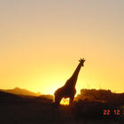 giraffe_sunset