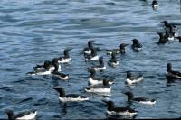 A flock of Guillemots on the sea