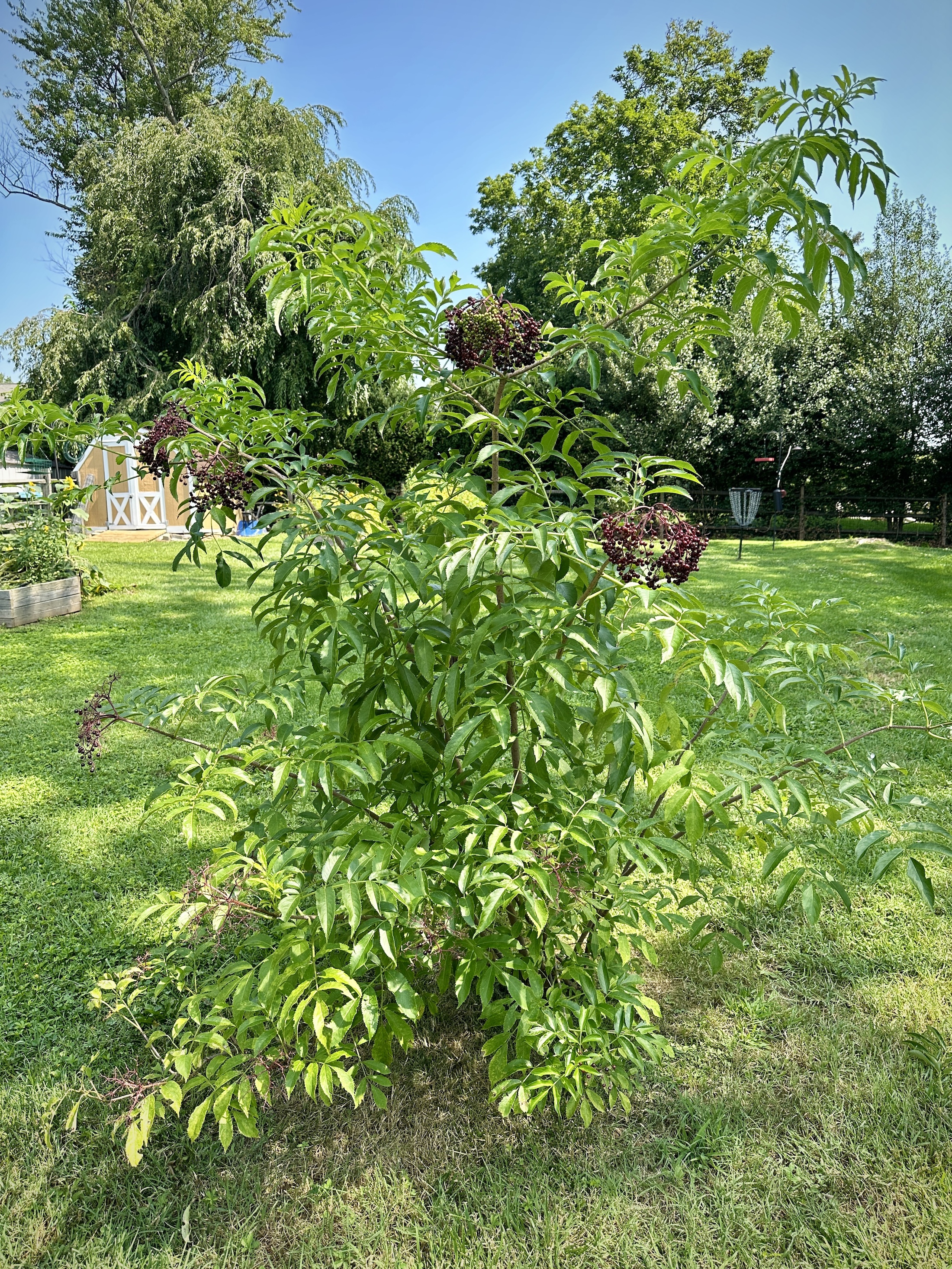 Medium-sized elderberry bush photo
