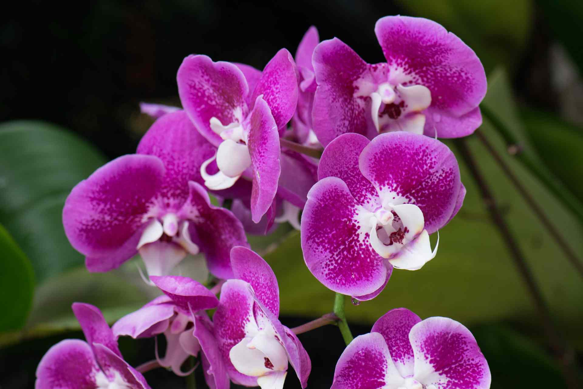 Orchids