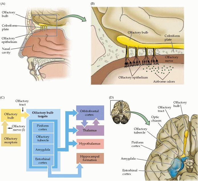 Olfactory System Diagram Olfactory System Diagram