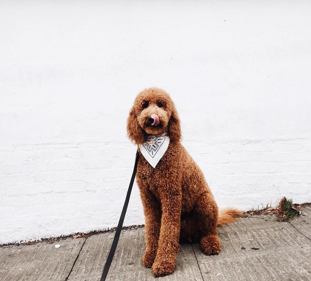 Dog tongue licking nose