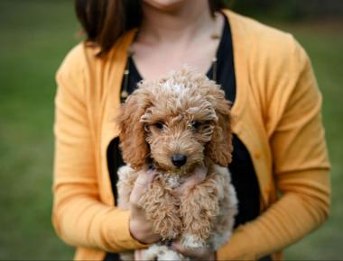 Picking Up Your Puppy from the Breeder: What to Bring Along