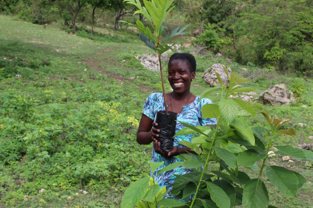 Saplings grown in the nursery are handed to forestry farmers to regenerate their lands.