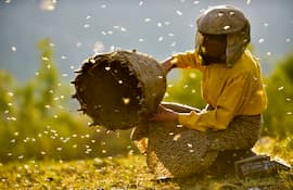 Beekeeper Image