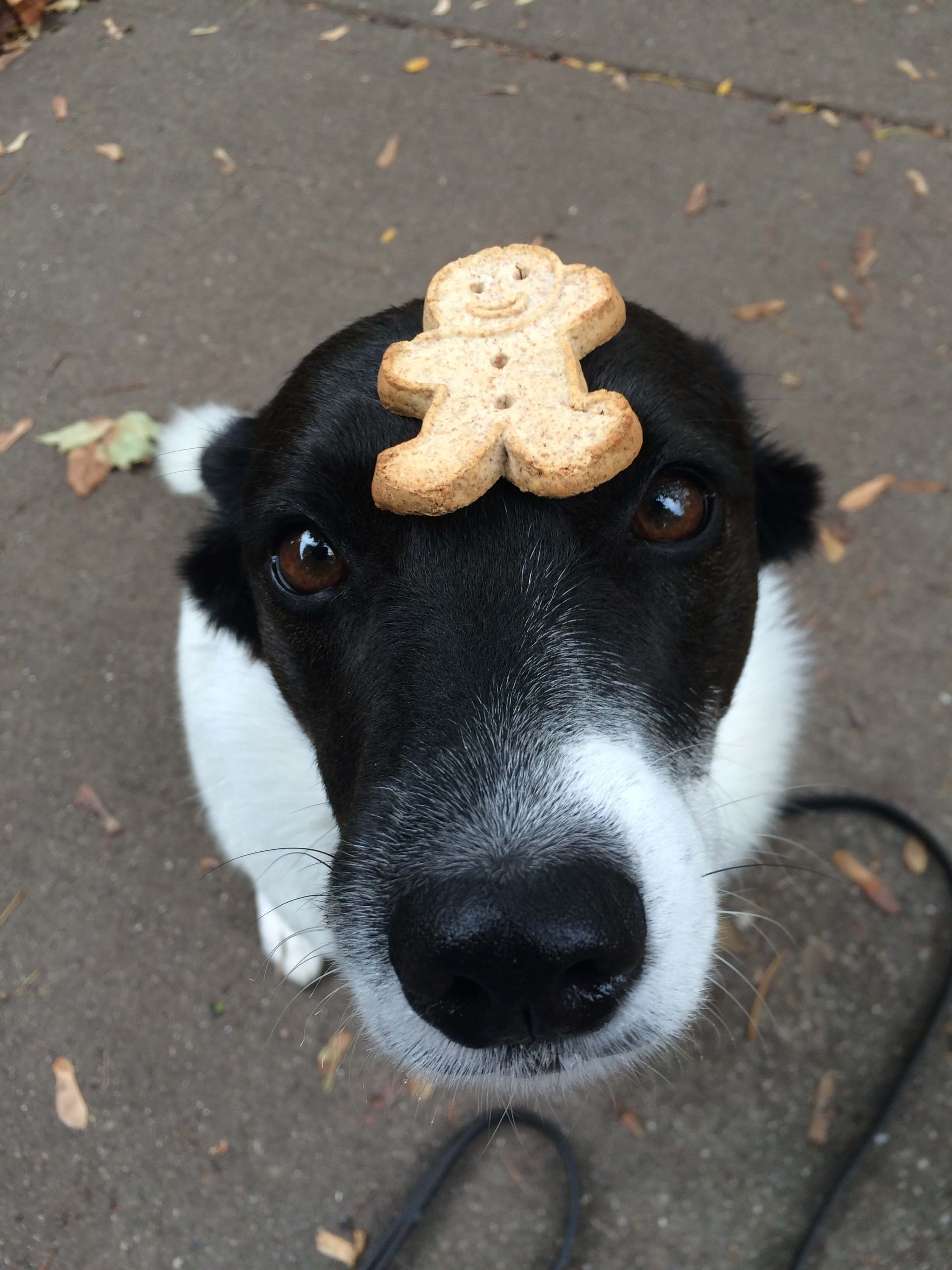 dog training treat