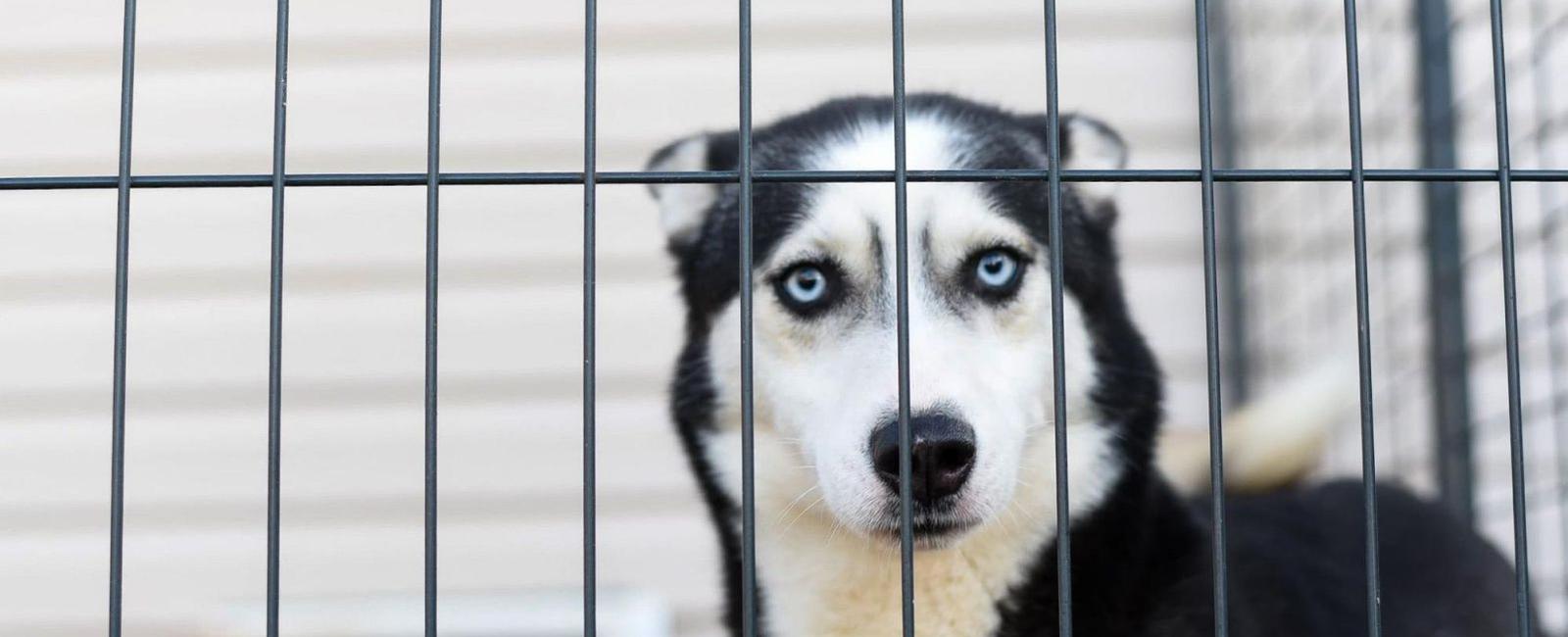 Dog Timeout in the Crate: Should You Do It?