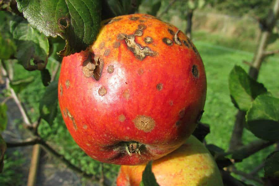 A rotten apple
