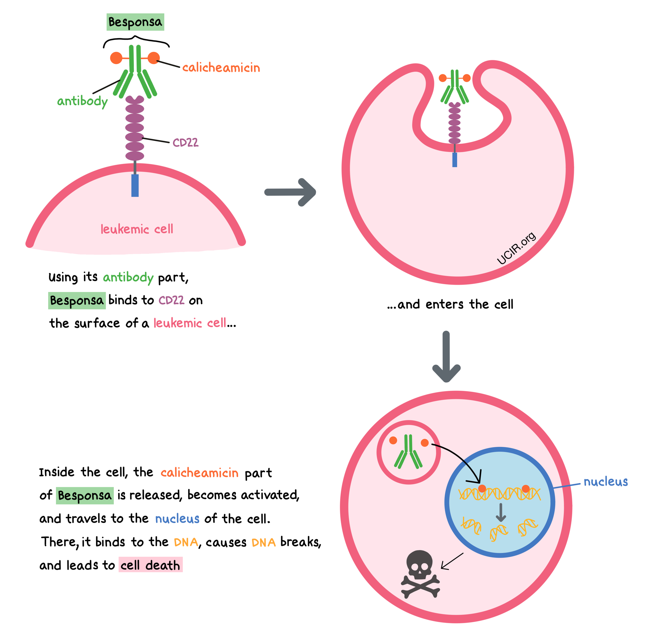 Illustration showing how Besponsa works Illustration showing how Besponsa works