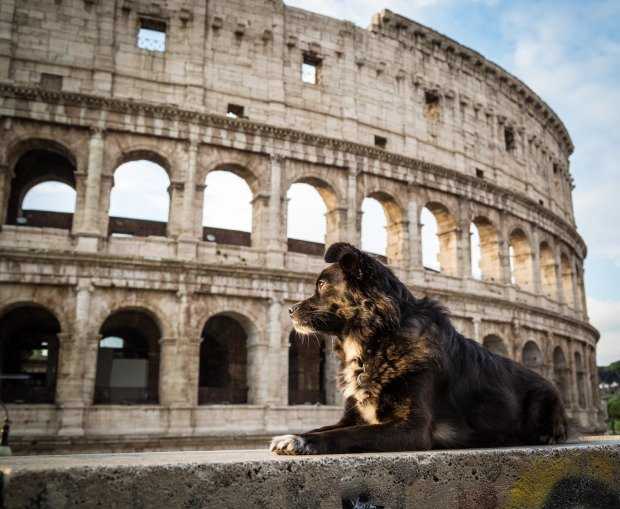 A dog near the Colosseo in Rome