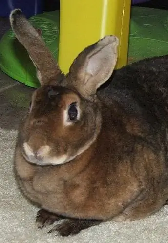 mini rex
