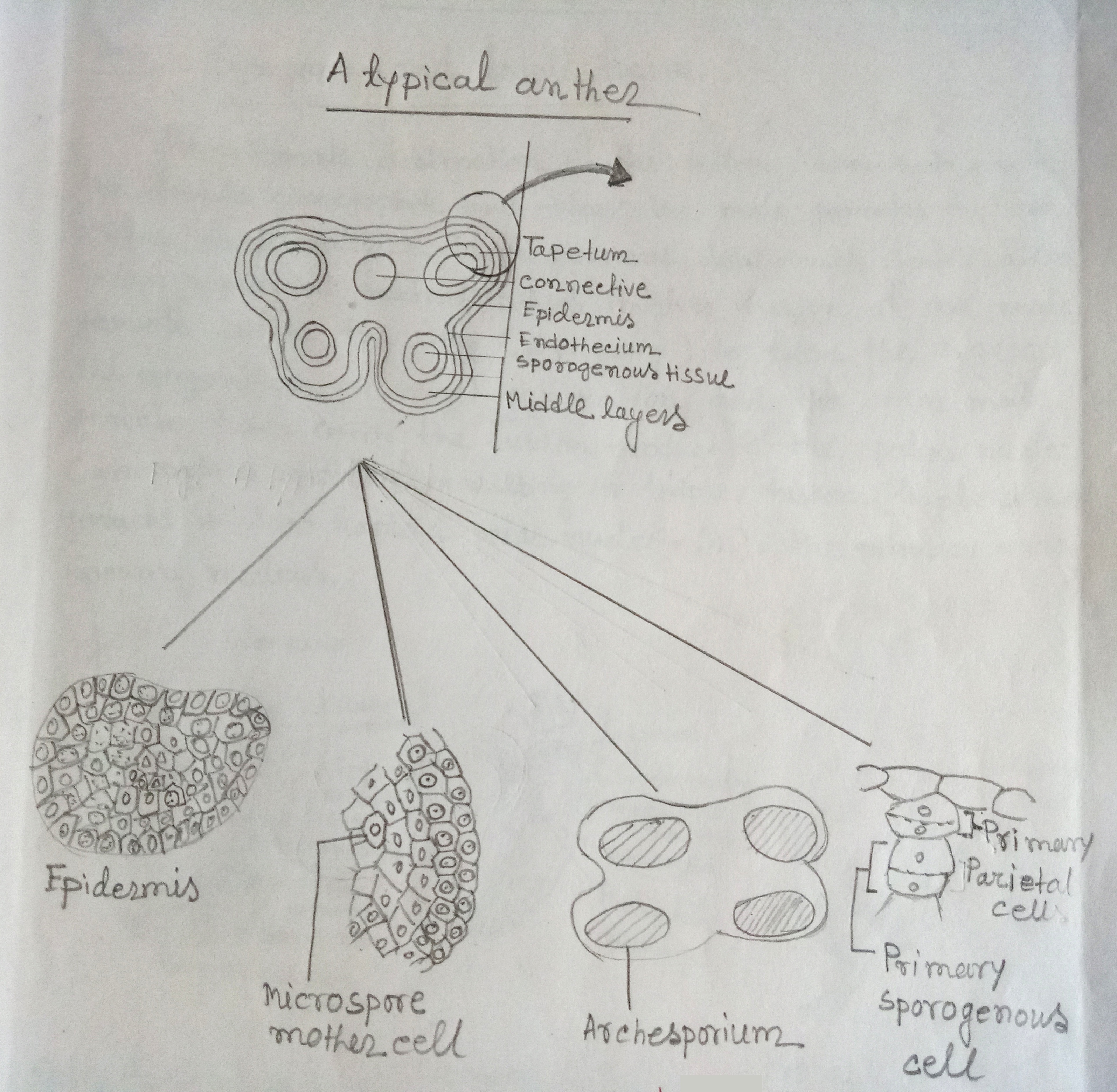 Diagrammatic representation of different stages of development of microsporangium