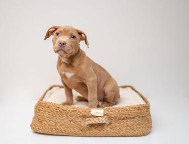 Puppy Cries in Crate When You Leave? Here's What to Do
