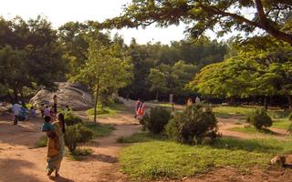 Trees and grass at Cubbon park