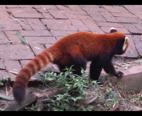 China Red Pandas 23