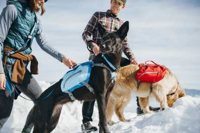 Snowshoeing with Your Dog