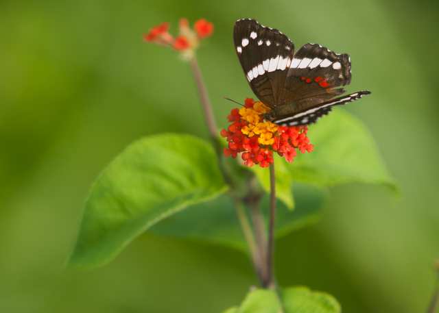 Jungle Wonder Butterfly, 