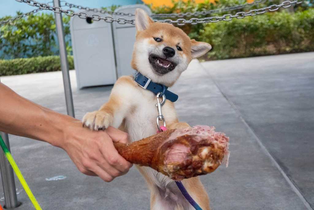 Un cucciolo di Shiba Inu che mangia