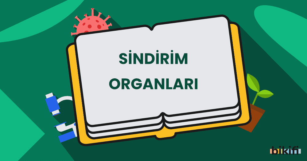 Sindirim Organları