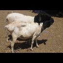 Somalia Animal Market 16