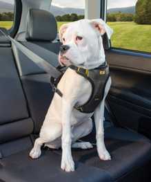 Product How To: Kurgo Impact Dog Car Harness