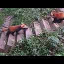 China Red Pandas 16
