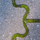 Moss between interlocking pavers forms a wavy line somewhat like the digit three