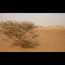 Sudan Desert Walk 14