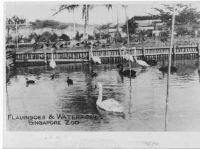 A black and white photo of flamingos and waterfowls swimming in a pond at the Pungool Zoo.