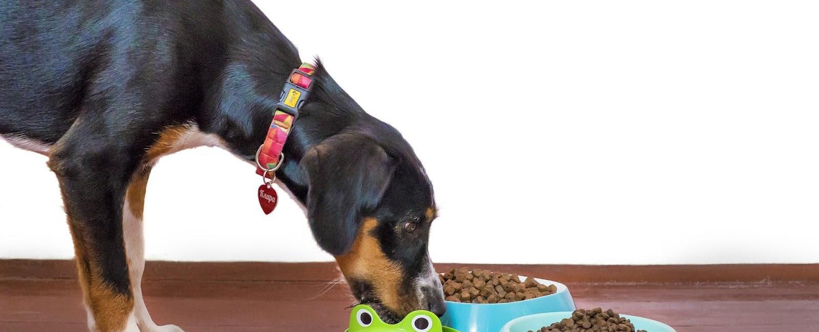 Why Don't Dogs Chew Their Food?