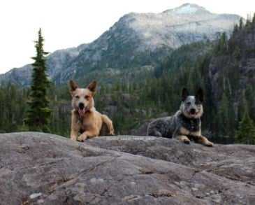 Dog-Friendly Hikes: British Columbia