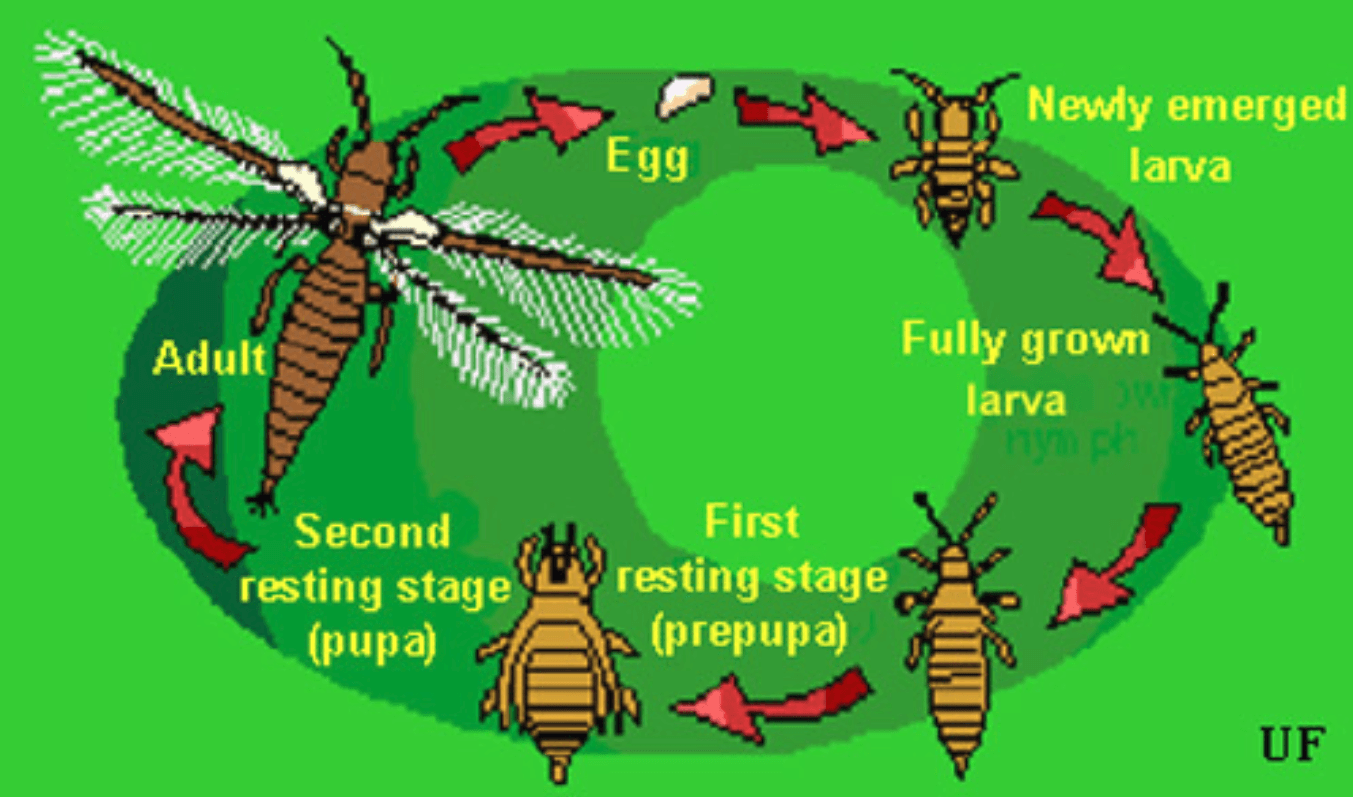 Life Cycle of Thrips