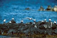A group of Arctic Terns on a rocky shore