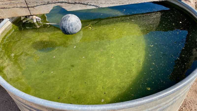 A cow tank with green water