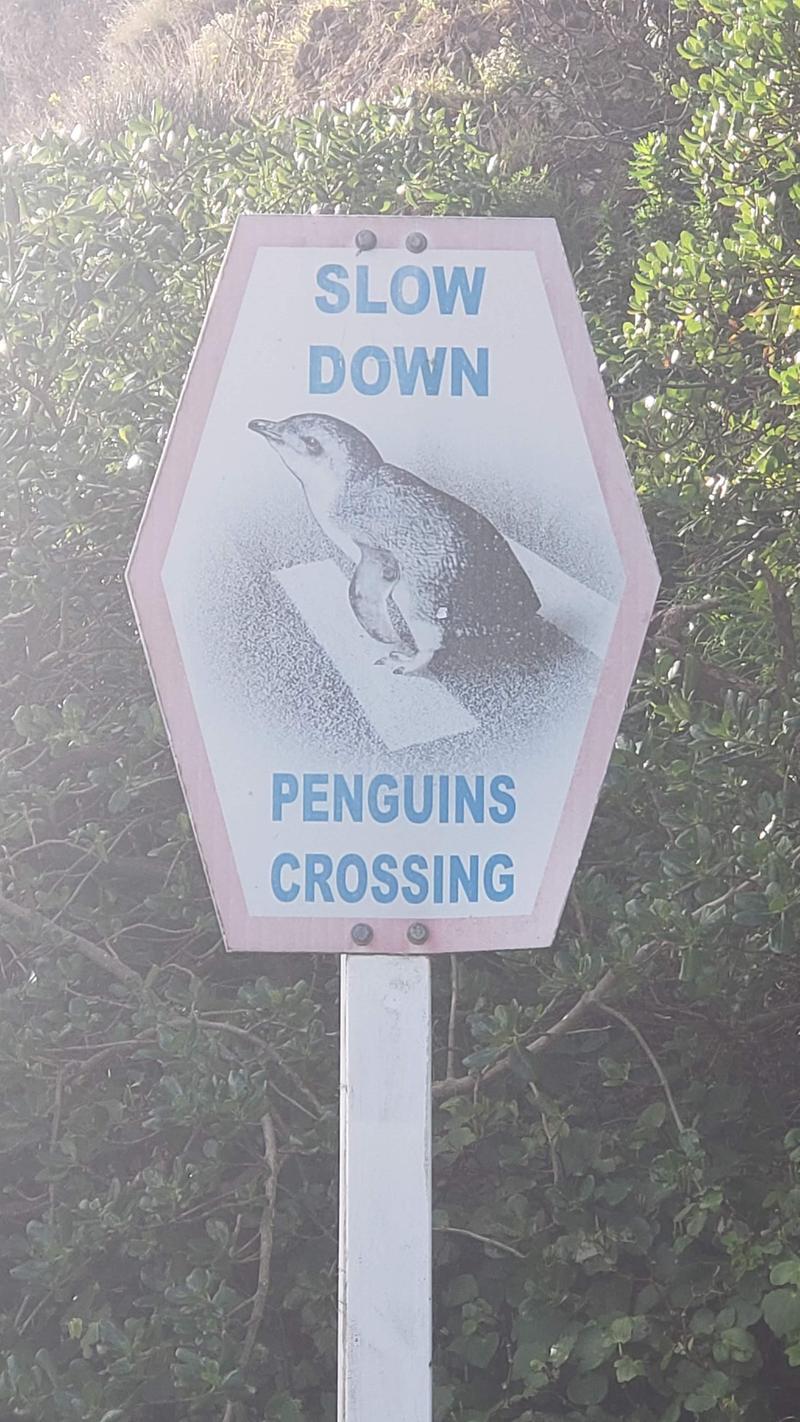 Slow down for penguins!