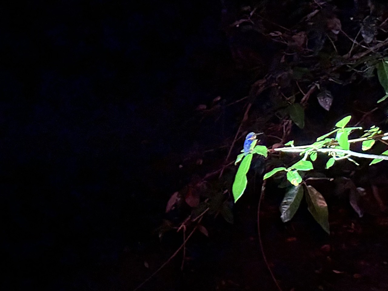A kingfisher sleeping at night