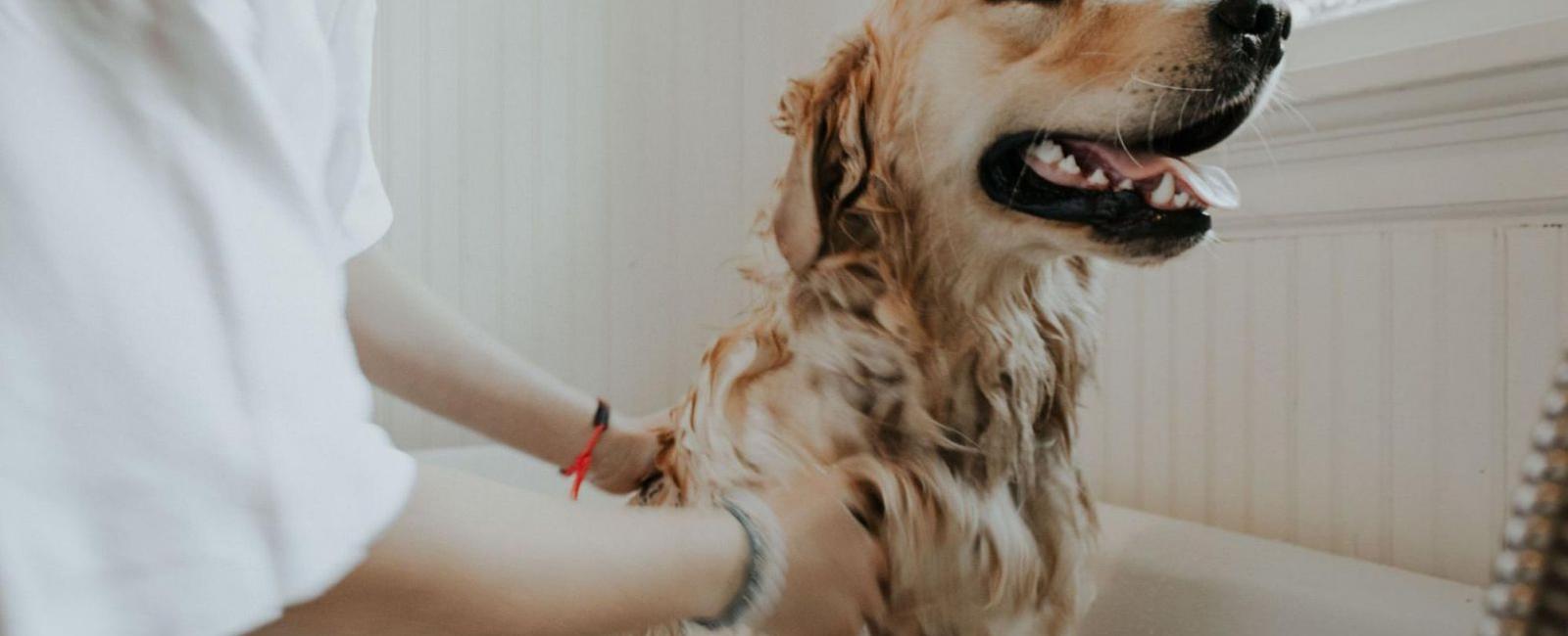 Dog Grooming: How Long Does It Take?