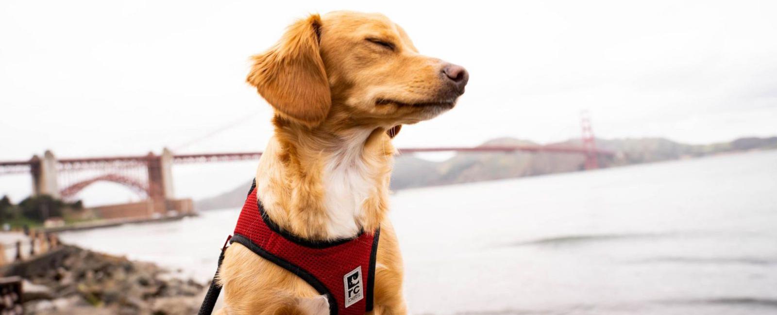 Leaving a Harness on Your Dog All Day: Is It a Good Idea?